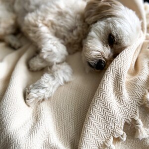 May include: A small, white dog with brown eyes is sleeping on a cream-colored blanket with a herringbone pattern. The blanket has fringe along the edges.