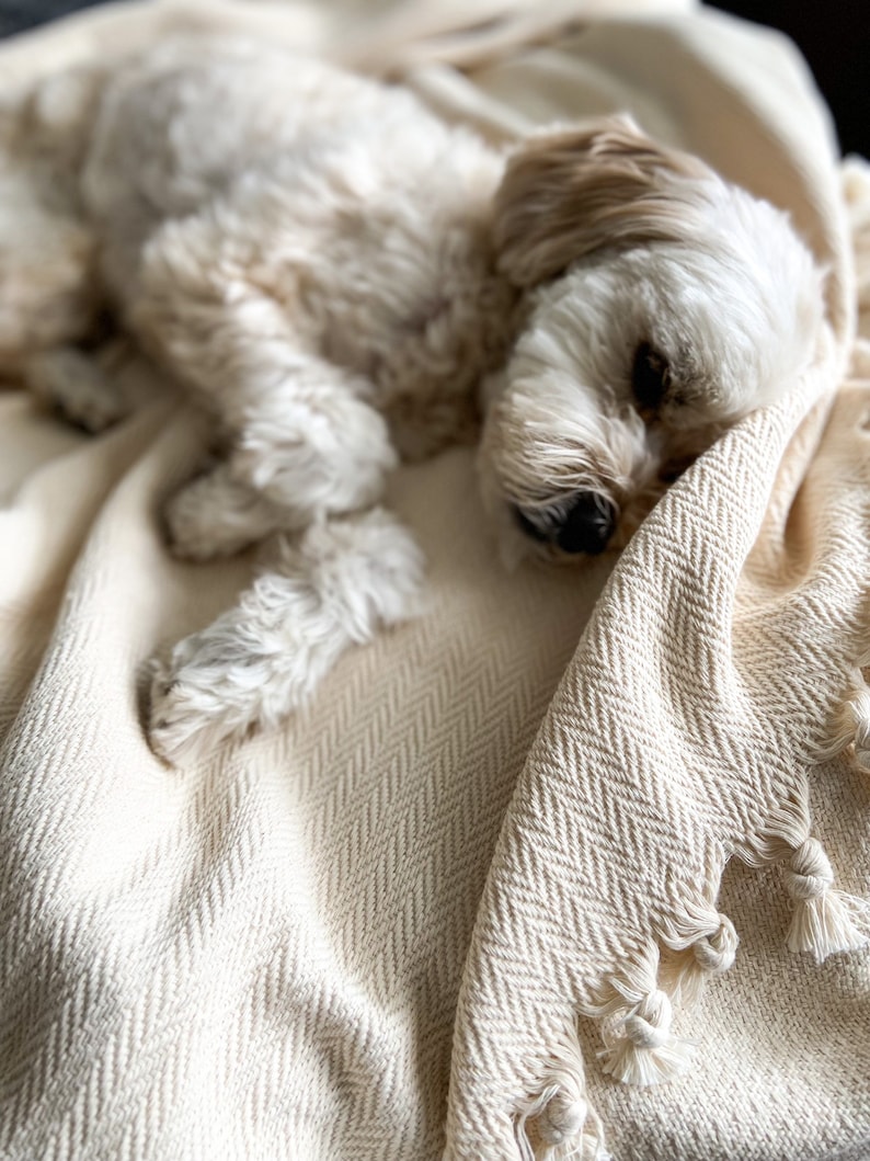 May include: A small, white dog with brown eyes is sleeping on a cream-colored blanket with a herringbone pattern. The blanket has fringe along the edges.