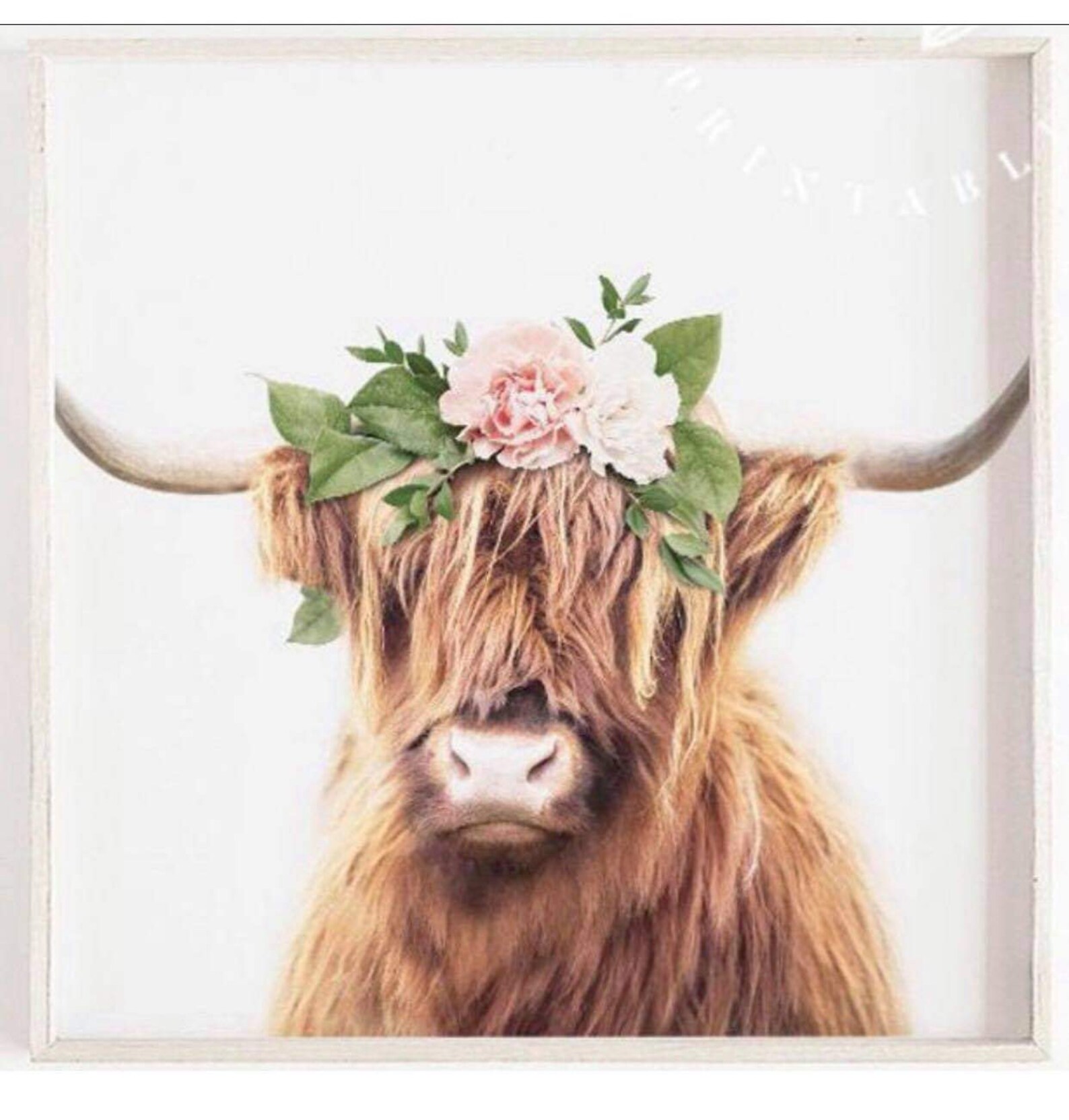 Precious Highland Cow Home Decor 8x10 Unframed Print Etsy