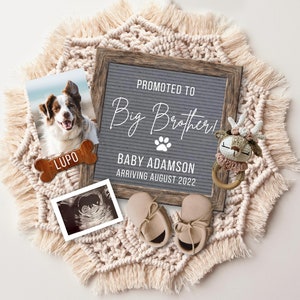 Anuncio de embarazo de Dog Big Brother: Revelación en redes sociales (Descarga digital)