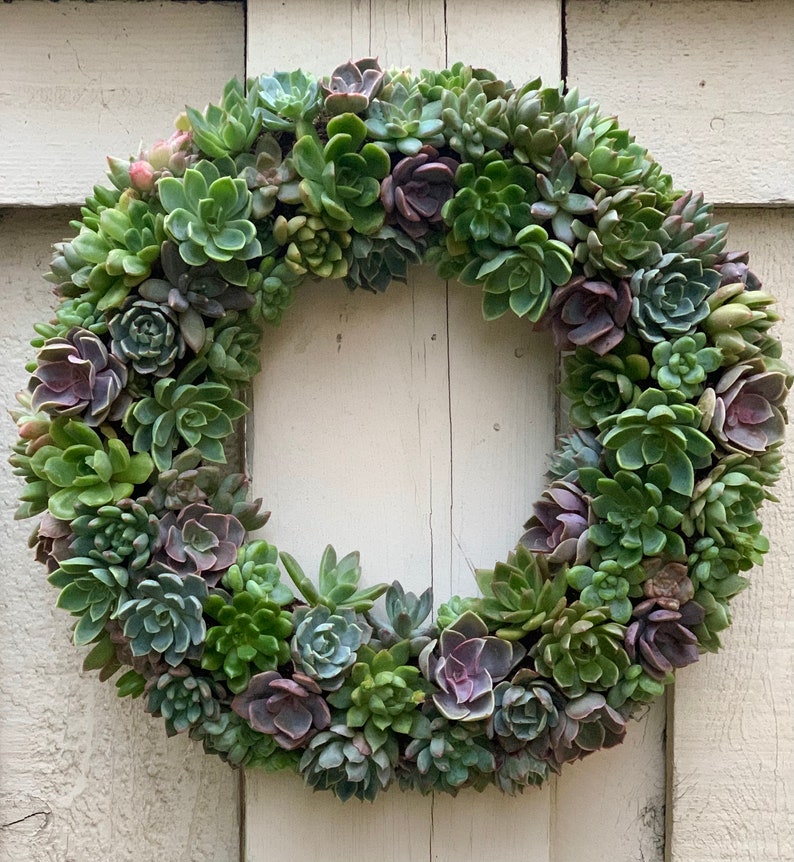 Round Green&Purple succulent wreath Live plants