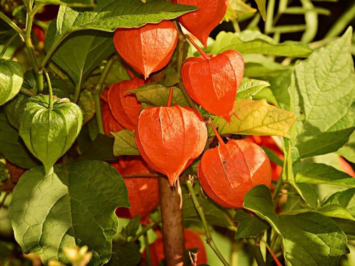 Chinese lantern plant live plant perennial plant outdoor plant | Etsy