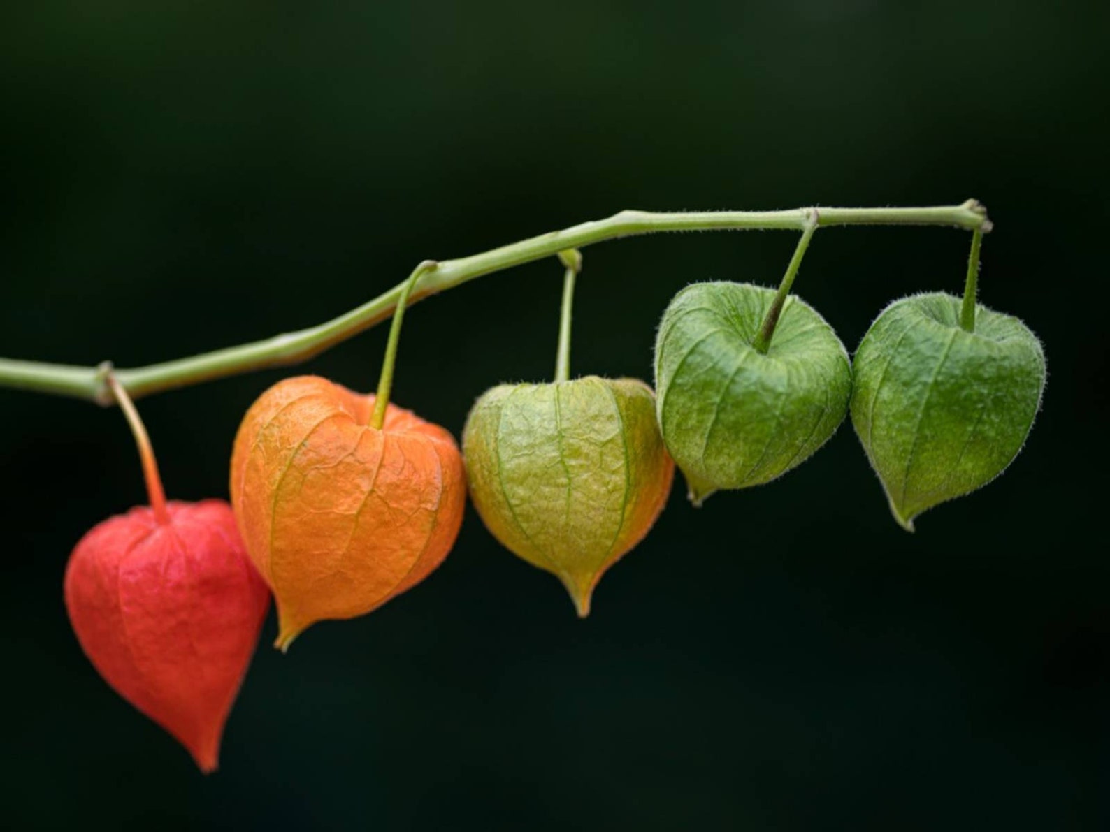 Chinese lantern plant live plant perennial plant outdoor plant | Etsy