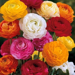 Ranunculus 8 corms, mixed variety of colors (Buttercup), perennial flowers, orange, white, pink, purple blooms