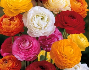 Ranunculus 8 corms, mixed variety of colors (Buttercup), perennial flowers, orange, white, pink, purple blooms