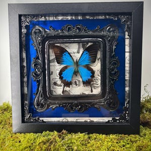 Real Papilio Ulysses butterfly specimen