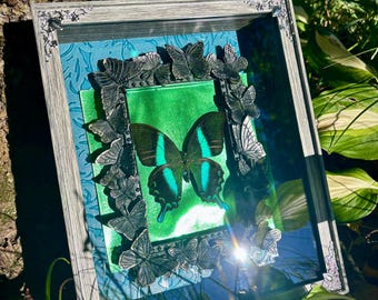 Echt ingelijst vlinderexemplaar