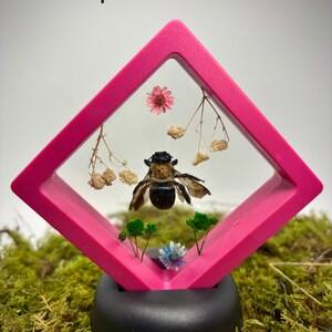 本物のクマバチの剥製 - クマバチ科 - Etsy 日本