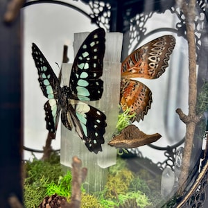 Vintage Style Laterne Schmetterling Specimen