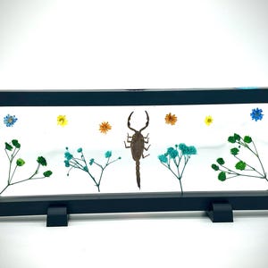 Scorpion Specimen