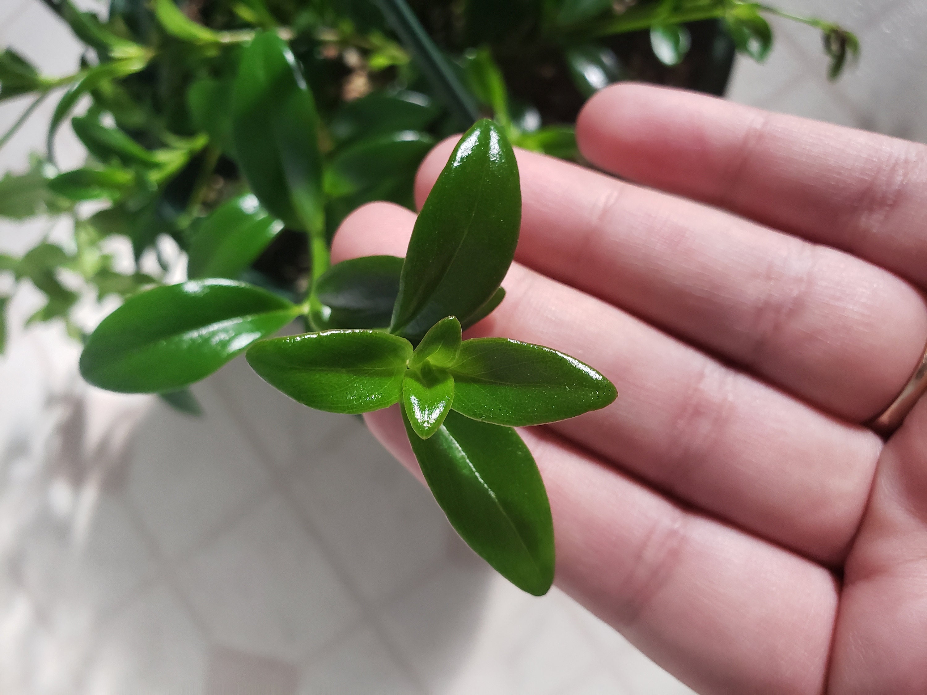 Goldfish Plant for sale Only 4 left at 65