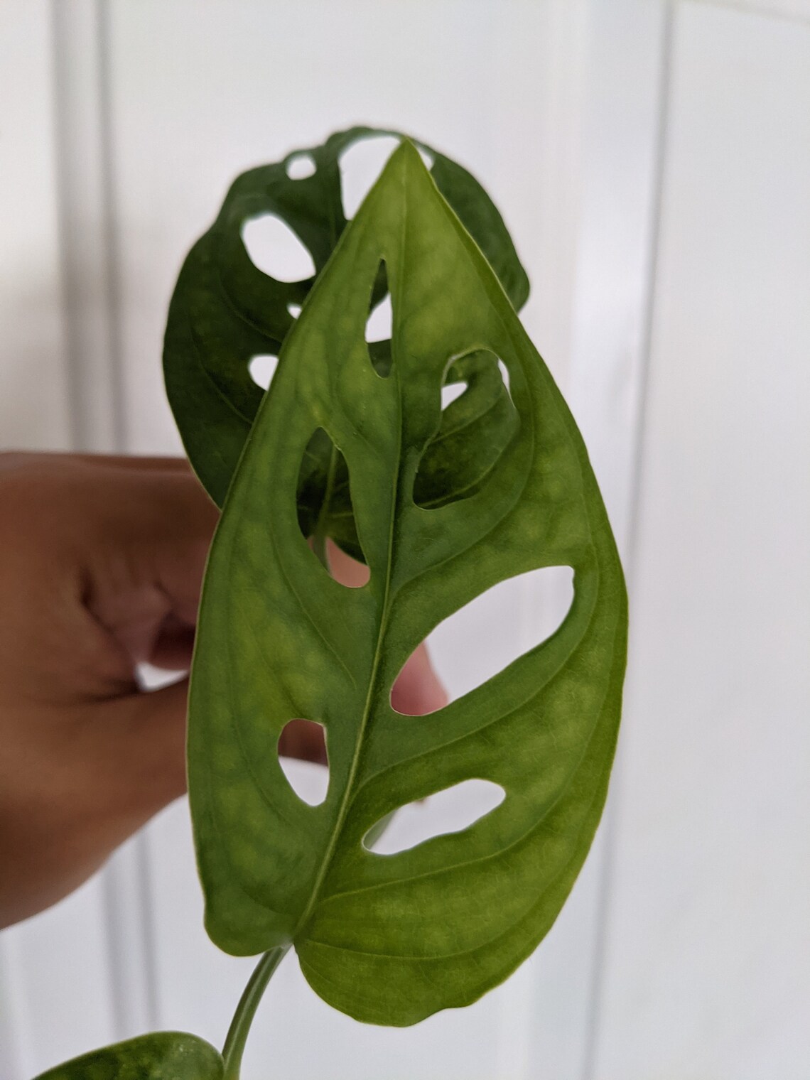 Monstera Adansonii Narrow Form Wide Form Etsy