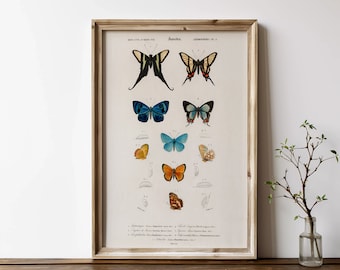 Vintage fjärilskonsttryck - Entomologi väggdekor - Antik insektsillustration - Digital nedladdning - Hemmakontor klassrumsdekor