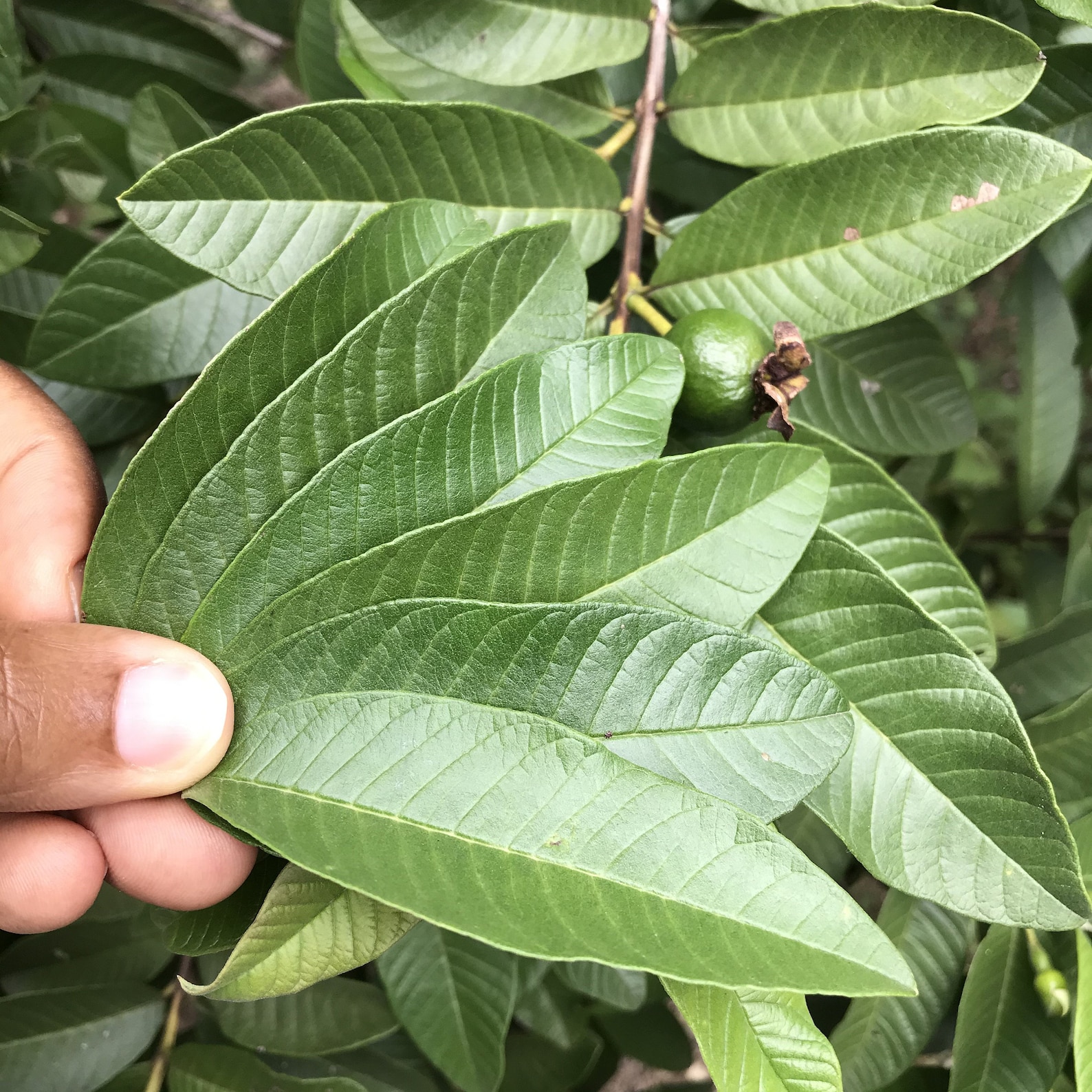 Té de hoja de guayaba jamaicana / Orgánico / 2 oz de polvo Etsy
