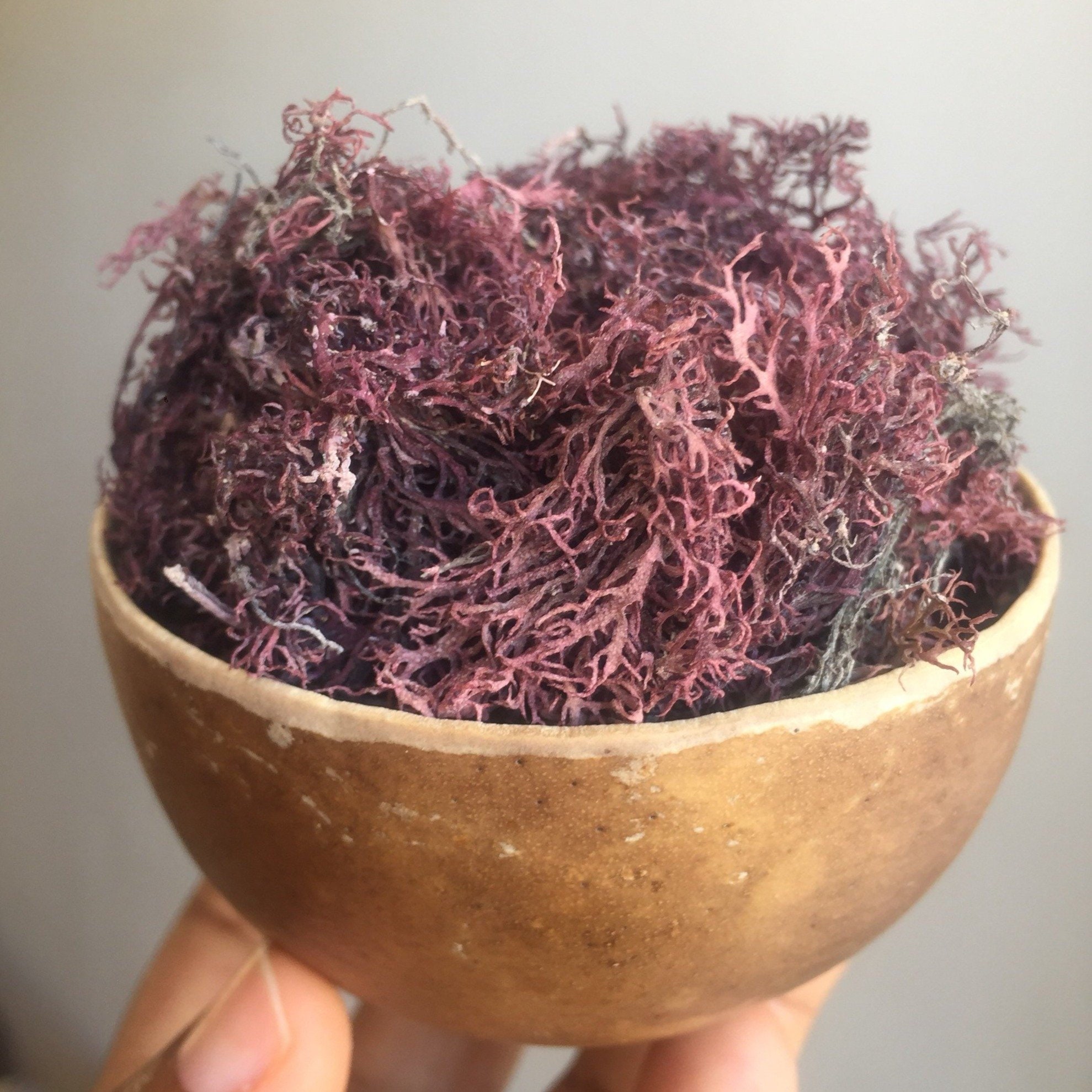 Jamaican Purple Sea Moss Etsy UK