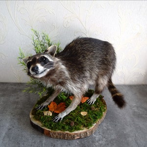 Real Raccoon Taxidermy Vulture Culte Decor Etsy