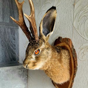 Könnte beinhalten: Ein präparierter Jackalope-Kopf, ein Fabelwesen, montiert auf einer Holzplatte. Der Jackalope hat braunes Fell, große Ohren und orangefarbene Augen. Geweihe sind am Kopf befestigt. Die Platte ist eine natürliche Holzscheibe.