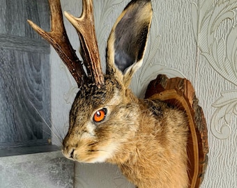 Könnte beinhalten: Ein präparierter Jackalope-Kopf, ein Fabelwesen, montiert auf einer Holzplatte. Der Jackalope hat braunes Fell, große Ohren und orangefarbene Augen. Geweihe sind am Kopf befestigt. Die Platte ist eine natürliche Holzscheibe.