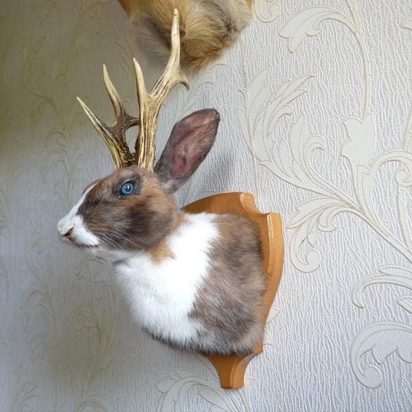 Made to Order, Rabbit, Jackalope, Rabbit, Taxidermy, Vulture Culture, Decoration