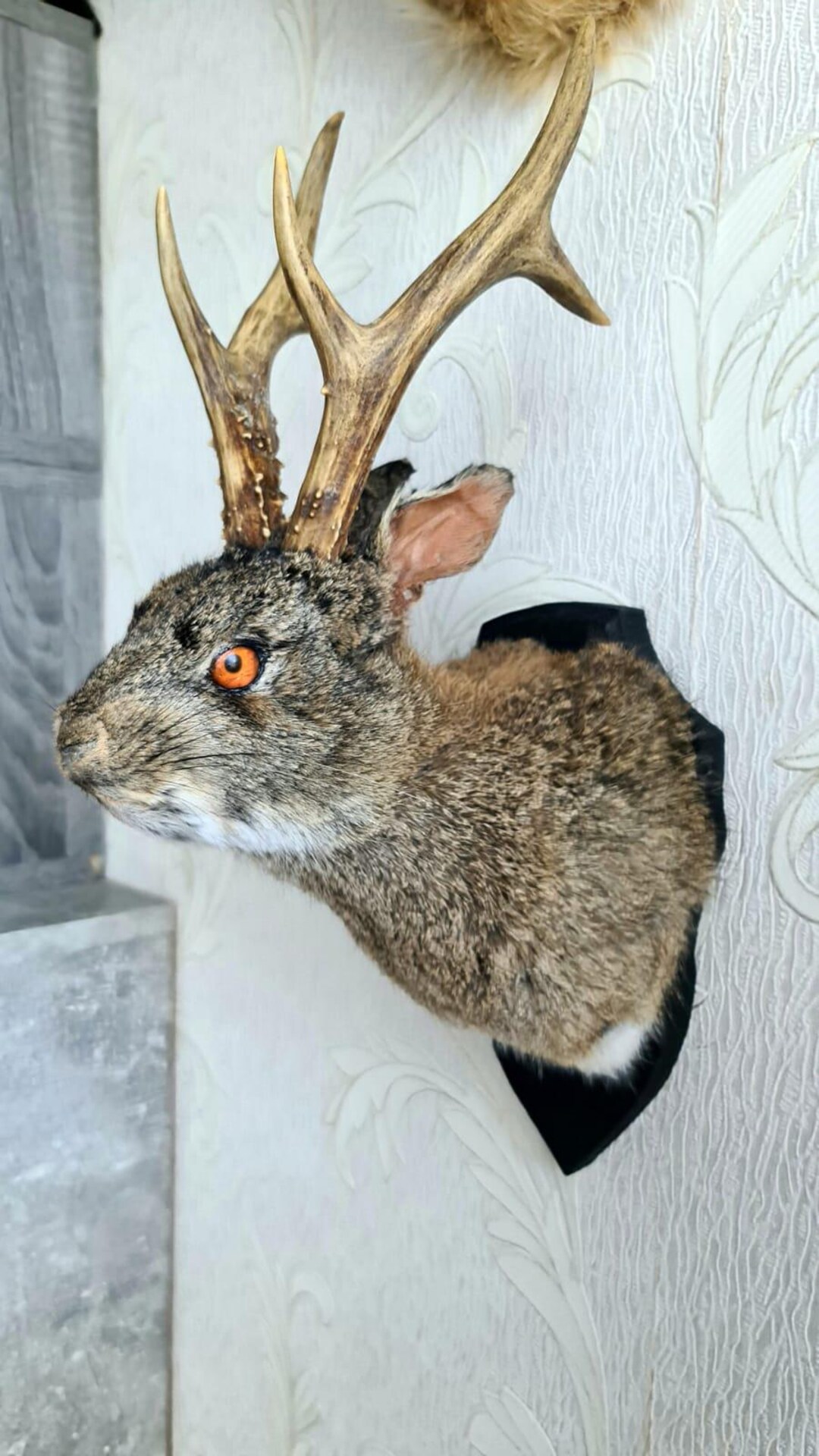 Real Rabbit, Vulture Culture, Jackalope, Deer Antler, Taxidermy - Etsy