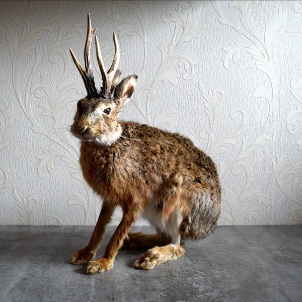 Made to Order, Jackalope, Hare, Vulture Culture, taxidermy, decoration