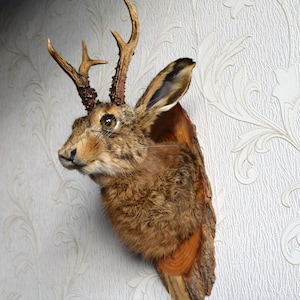 Hecho a pedido, conejo, jackalope, liebre, taxidermia, cultura del buitre, decoración