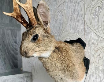 Könnte beinhalten: Ein präparierter Jackalope-Kopf. Die Kreatur hat braunes Fell, große Ohren und dunkle Augen. Es hat ein braunes Geweih und ist auf einer schwarzen Tafel montiert, die an einer gemusterten Wand ausgestellt ist.