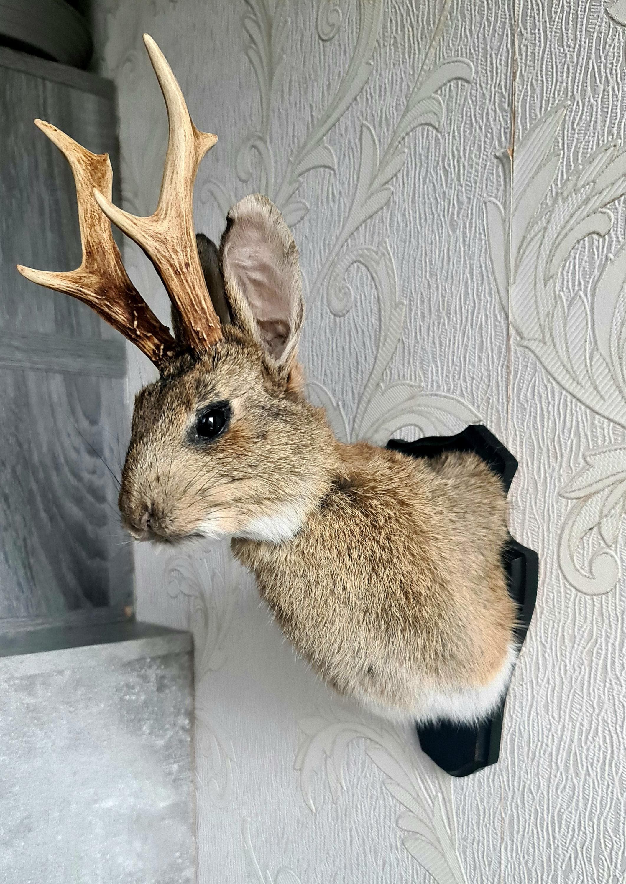置物 taxidermy deer head (mounted decoration) Faux Taxidermy Deer