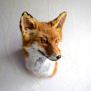 K&ouml;nnte beinhalten: Ein ausgestopfter Fuchs-Kopf mit orangefarbenem Fell, wei&szlig;em Brustfell und schwarzer Nase. Der Fuchs hat leuchtend orangefarbene Augen und ist an einer wei&szlig;en Wand mit einem Blumenmuster befestigt.