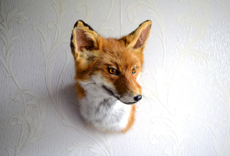 K&ouml;nnte beinhalten: Ein ausgestopfter Fuchs-Kopf mit orangefarbenem Fell, wei&szlig;em Brustfell und schwarzer Nase. Der Fuchs hat leuchtend orangefarbene Augen und ist an einer wei&szlig;en Wand mit einem Blumenmuster befestigt.