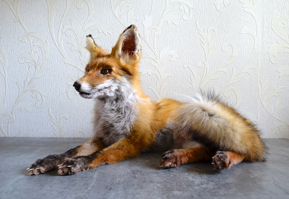 Red Fox Taxidermy - Made to Order -Softmount - Handmade Custom Taxidermy Art - Vulture Cultrue