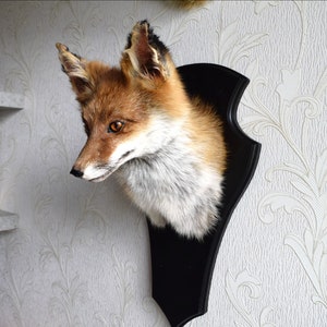May include: A mounted red fox head with a white chest and black nose on a black plaque with a decorative edge. The fox head is mounted on a white wall with a floral pattern.