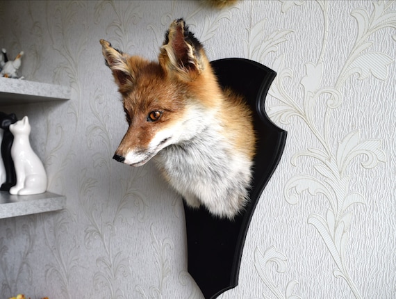 Red Fox Taxidermy - Made to Order - Handmade Custom Taxidermy Art - Vulture Cultrue