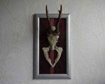 Real deer skull with antlers, wall decoration