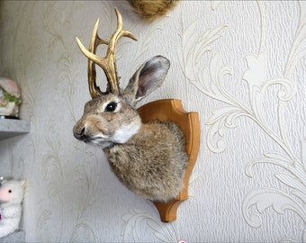 Made to Order, Rabbit, Jackalope, Taxidermy, Vulture Culture, Decoration