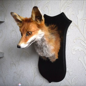 K&ouml;nnte beinhalten: Ein ausgestopfter Fuchs Kopf mit orangefarbenem und wei&szlig;em Fell, auf einer schwarzen Holzplatte ausgestellt.