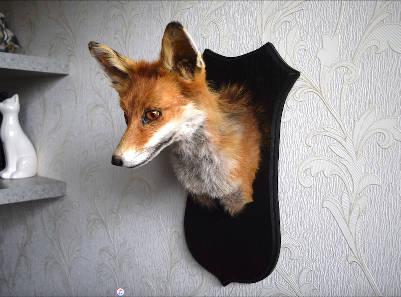 K&ouml;nnte beinhalten: Ein ausgestopfter Fuchs Kopf mit orangefarbenem und wei&szlig;em Fell, auf einer schwarzen Holzplatte ausgestellt.