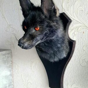 Red Fox Taxidermy - Made to Order - Handmade Custom Taxidermy Art - Vulture Cultrue Bild 6