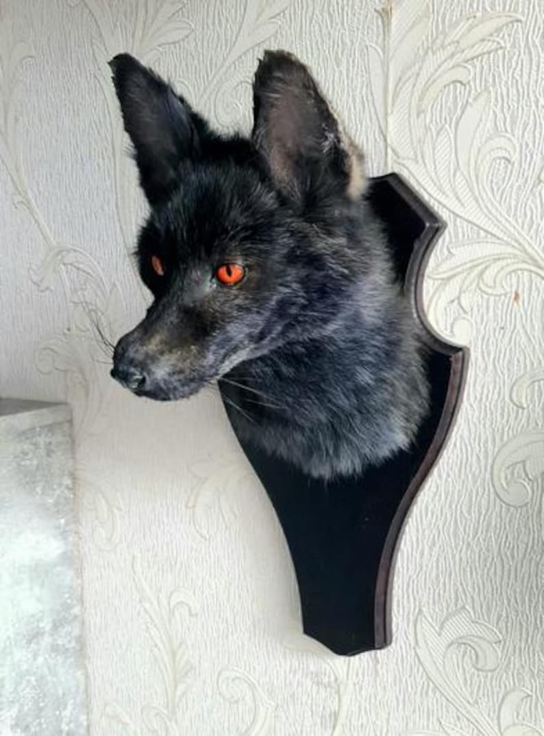 Red Fox Taxidermy - Made to Order - Handmade Custom Taxidermy Art - Vulture Cultrue Bild 6