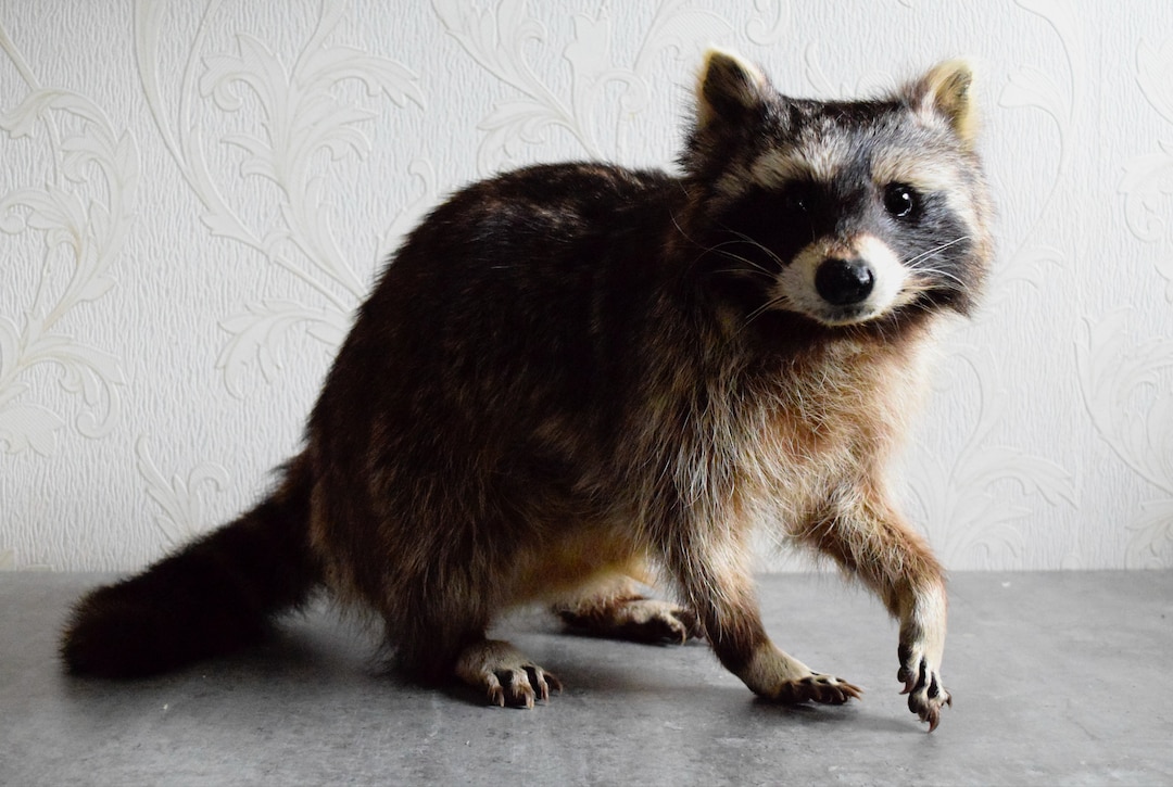 Raccon Taxidermy - Made to Order - Handmade Custom Taxidermy Art ...