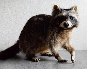 Könnte beinhalten: Ein präparierter Waschbär mit einem schwarz-grauen Fell, der auf einer grauen Oberfläche steht. Der Waschbär hat eine schwarze Maske um die Augen und einen buschigen Schwanz. Der Hintergrund ist eine weiße Wand mit einem dezenten Muster.