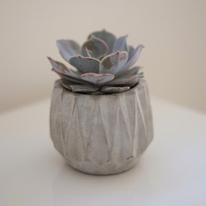 Op de afbeelding: Een kleine succulent plant met lichtgroene en roze bladeren in een grijze betonnen pot met een geometrisch ontwerp.