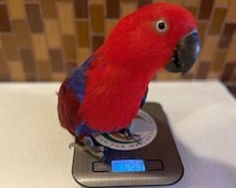Parrot Health Scale, Stainless Steel, Accurate Avian Weight