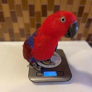 Eclectus split skirt 2025