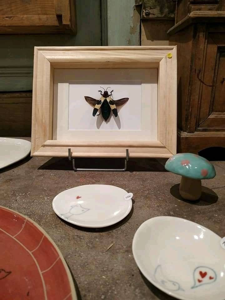 Insecte/Coléoptère/ Papillon Naturalisé Chrysochroa Buqueti Ailes Ouvertes