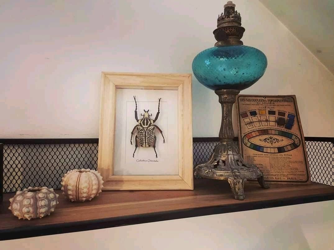 Cadre Goliathus Orientalis Magnifique Coléoptère de Tanzanie