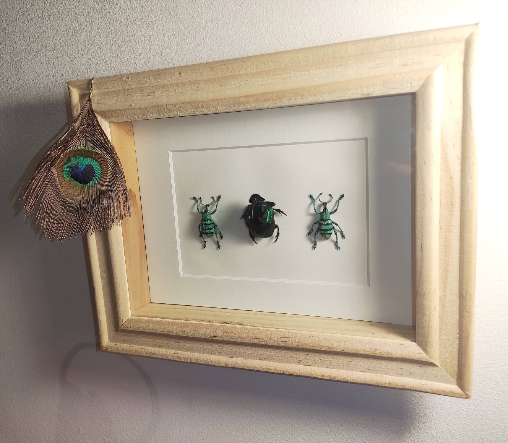 Cadre Décoratif Trio de Coléoptères Naturalisés