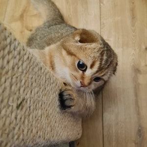 Pu&ograve; includere: Un gattino Scottish Fold tabby dorato con occhi verdi guarda la telecamera mentre &egrave; appollaiato su un tiragraffi. La pelliccia del gattino &egrave; morbida e soffice, e le sue orecchie sono piegate verso il basso.