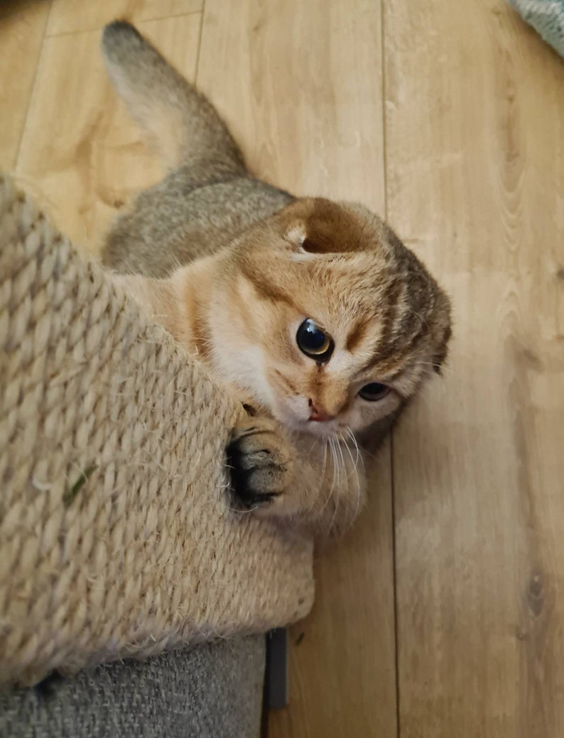Pu&ograve; includere: Un gattino Scottish Fold tabby dorato con occhi verdi guarda la telecamera mentre &egrave; appollaiato su un tiragraffi. La pelliccia del gattino &egrave; morbida e soffice, e le sue orecchie sono piegate verso il basso.