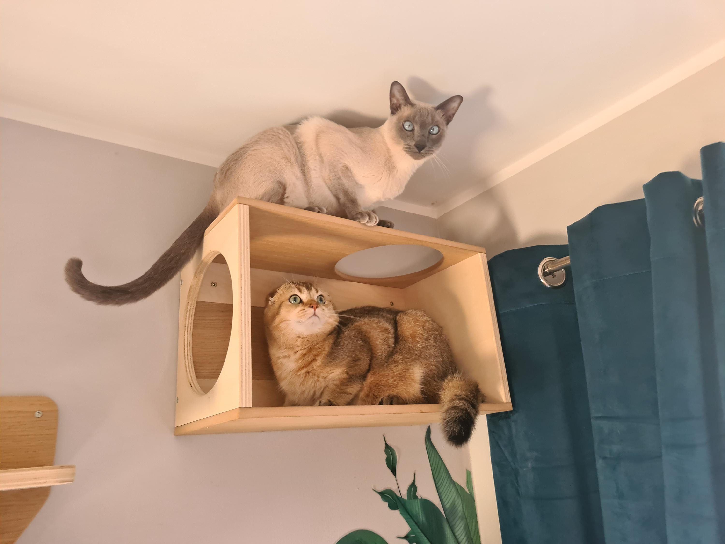 Existing Cat Set Modern Wall Cat Set - Etsy UK